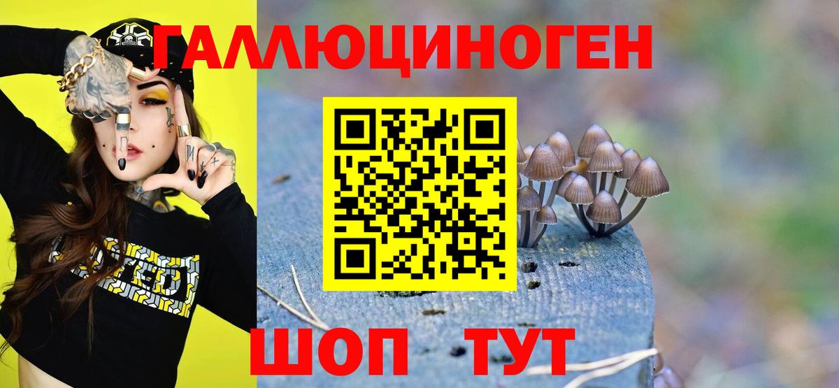 Псилоцибиновые грибы Psilocybine cubensis Вышний Волочёк